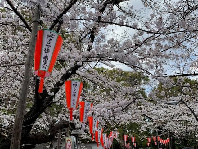 Museum buildings and cherry trees in Ueno Park